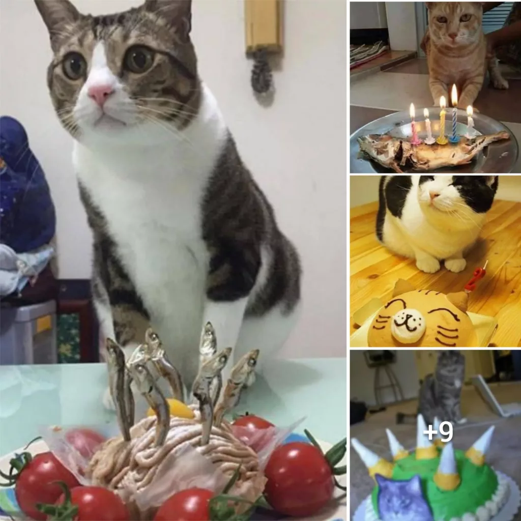 “Feline Birthdays: Hilarious Reactions to Special Birthday Cakes for Cats”